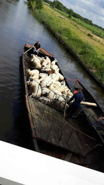 Farmhouse Lodge Giethoorn Bagian luar foto